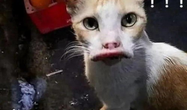 微密猫吃瓜爆料入口,独家内幕一网打尽